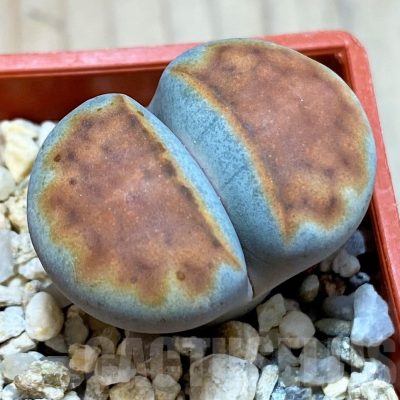 SH24180 Lithops karasmontana 'Top Red'