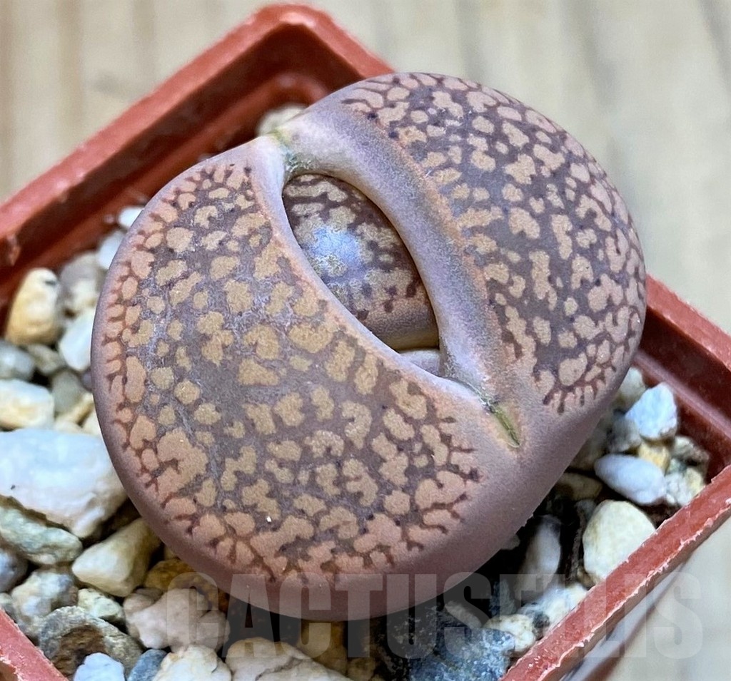 SH24181 Lithops aucampiae v. koelemanii