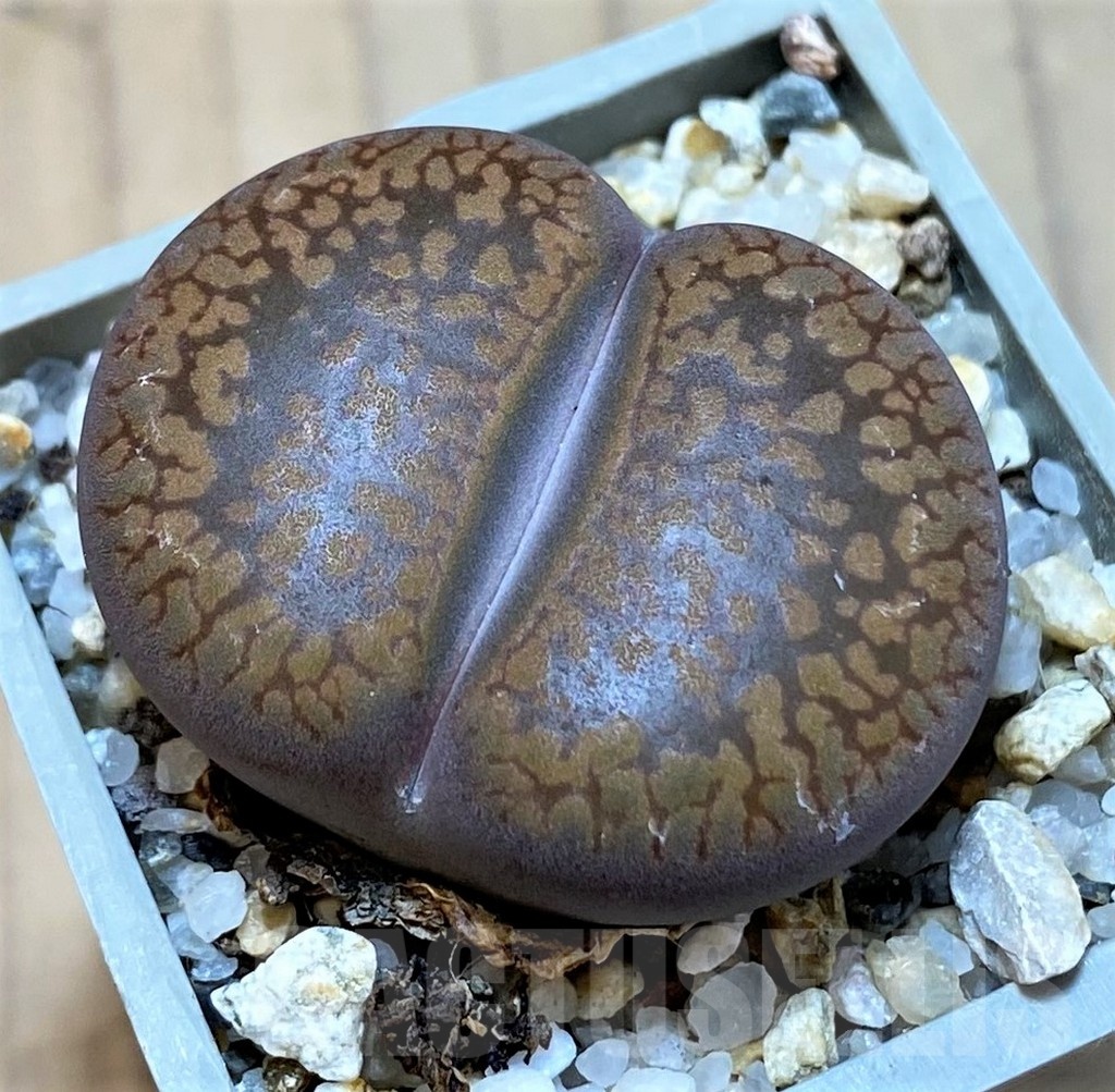 SH24183 Lithops aucampiae