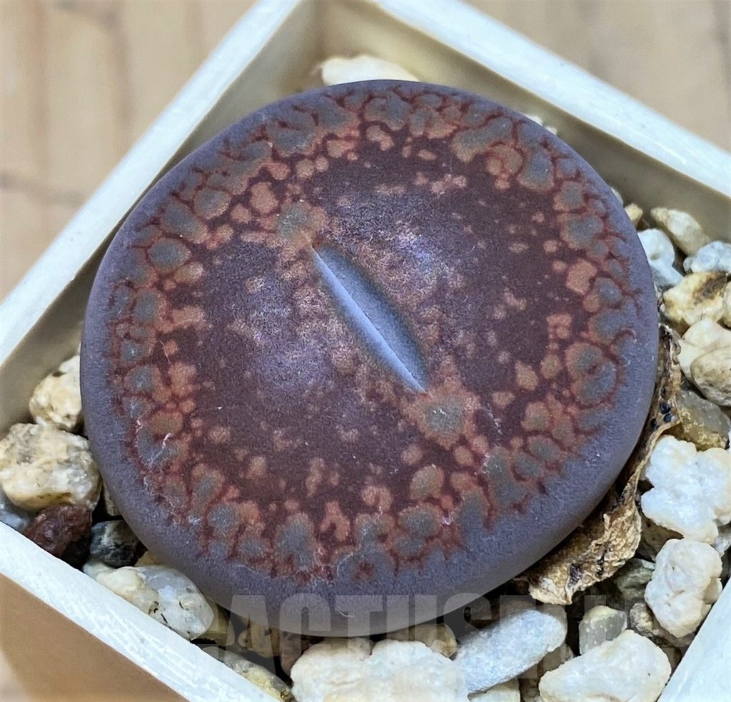 SH24184 Lithops aucampiae