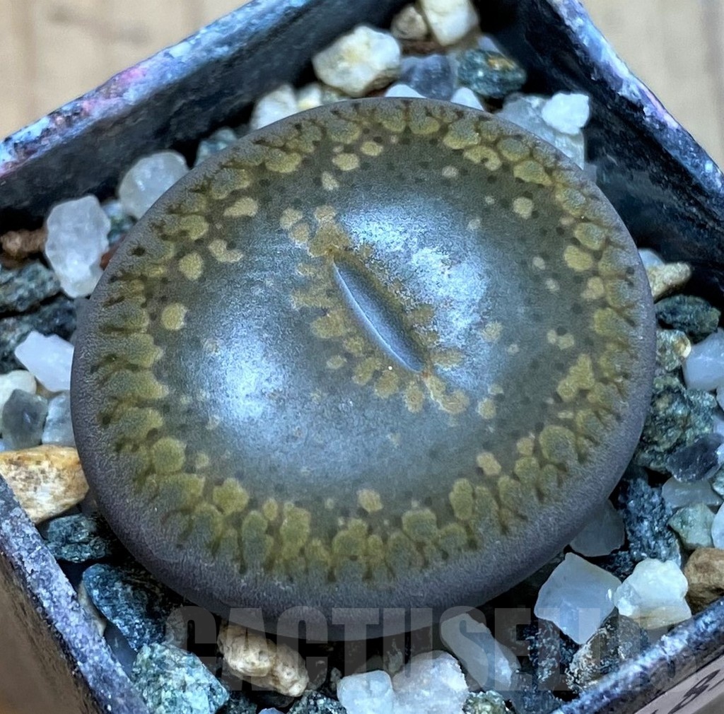 SH24185 Lithops aucampiae