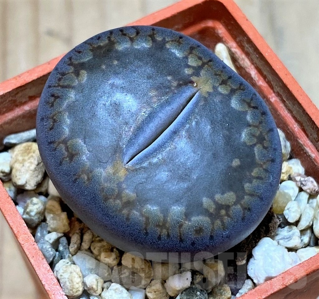 SH24186 Lithops aucampiae