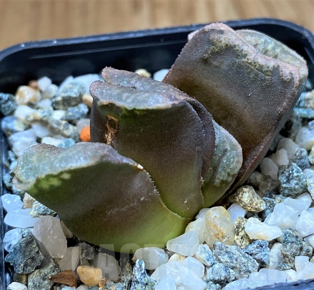 SH24485 Haworthia truncata x splendens Japan - Image 2