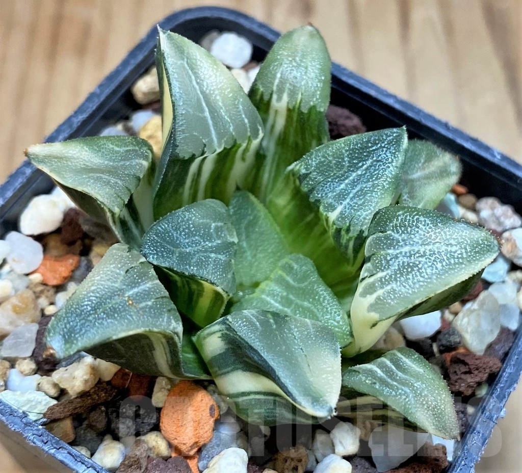 SH15089 Haworthia bayeri f. variegata - Image 3
