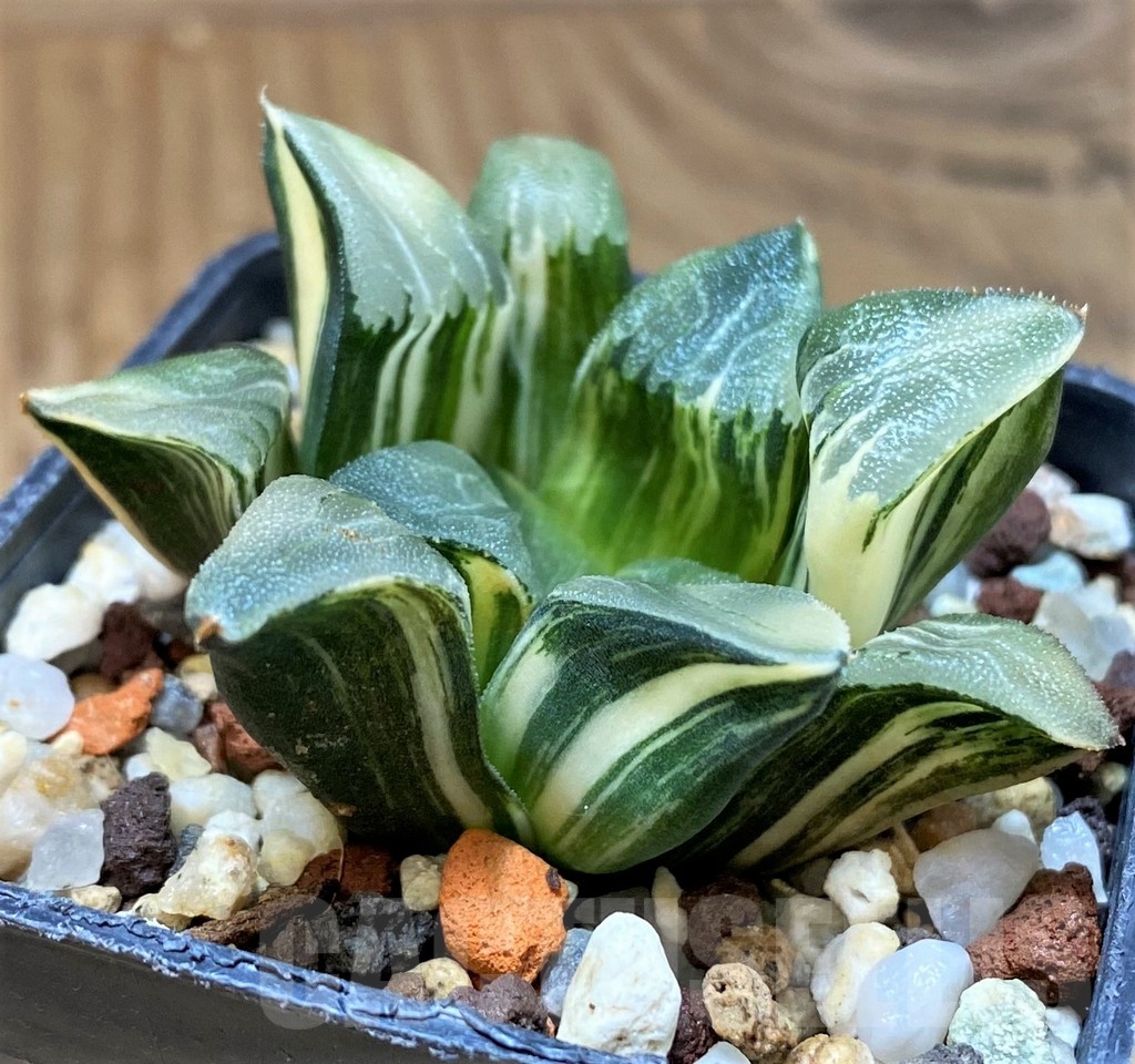 SH15089 Haworthia bayeri f. variegata - Image 2