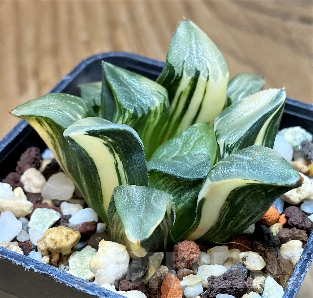 SH15089 Haworthia bayeri f. variegata