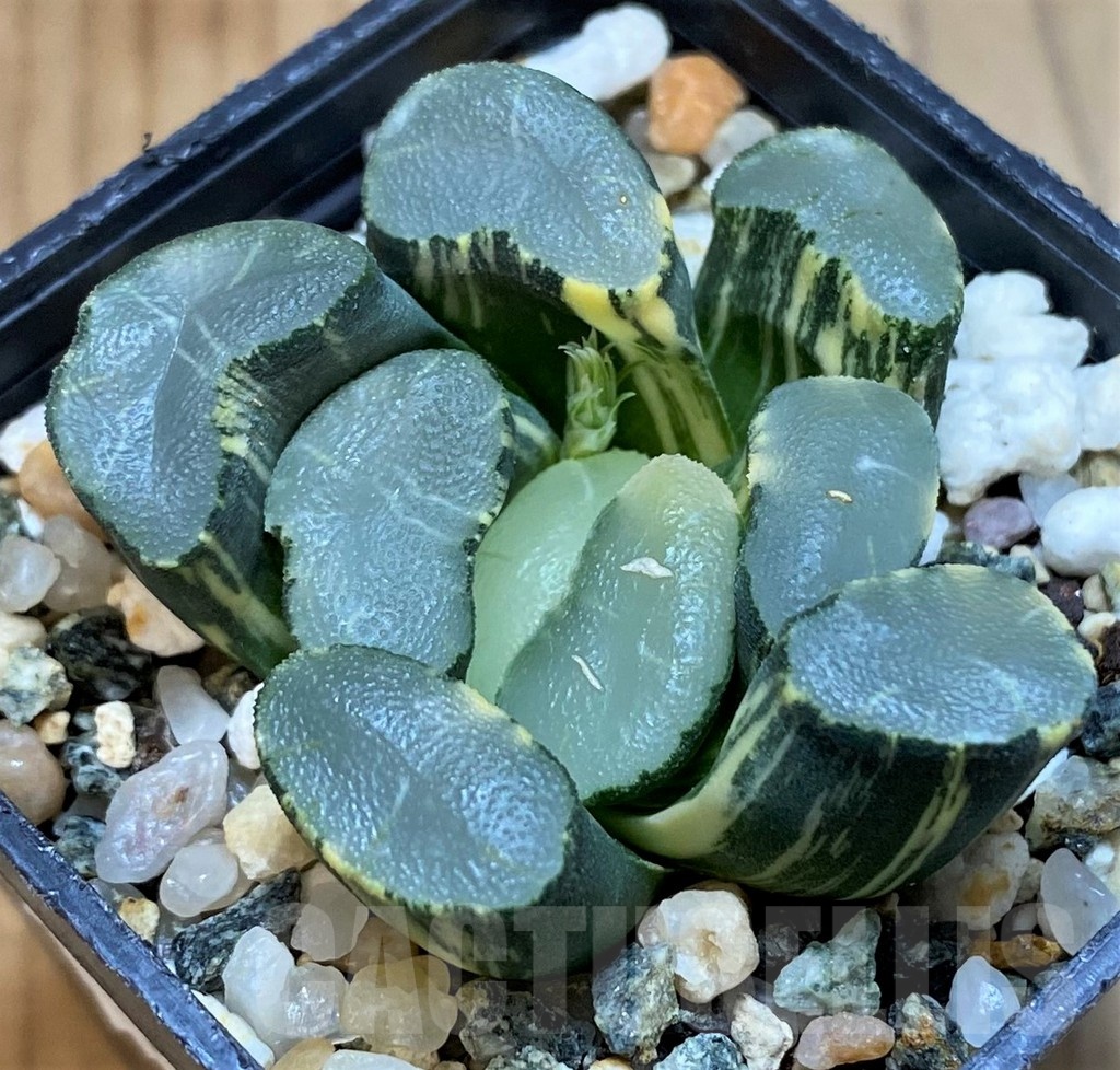 SH13791 Haworthia maughanii f. variegata - Image 3