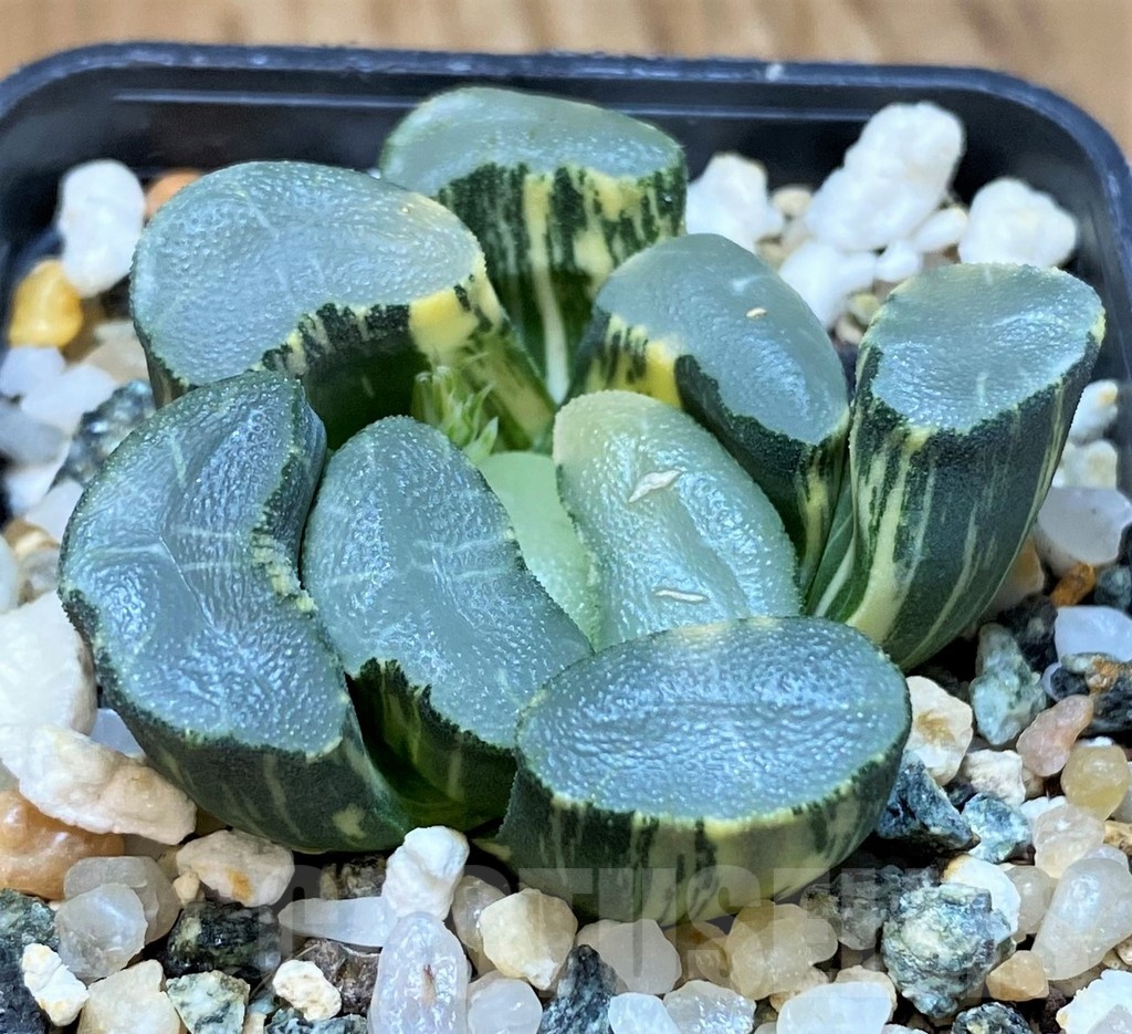 SH13791 Haworthia maughanii f. variegata - Image 2