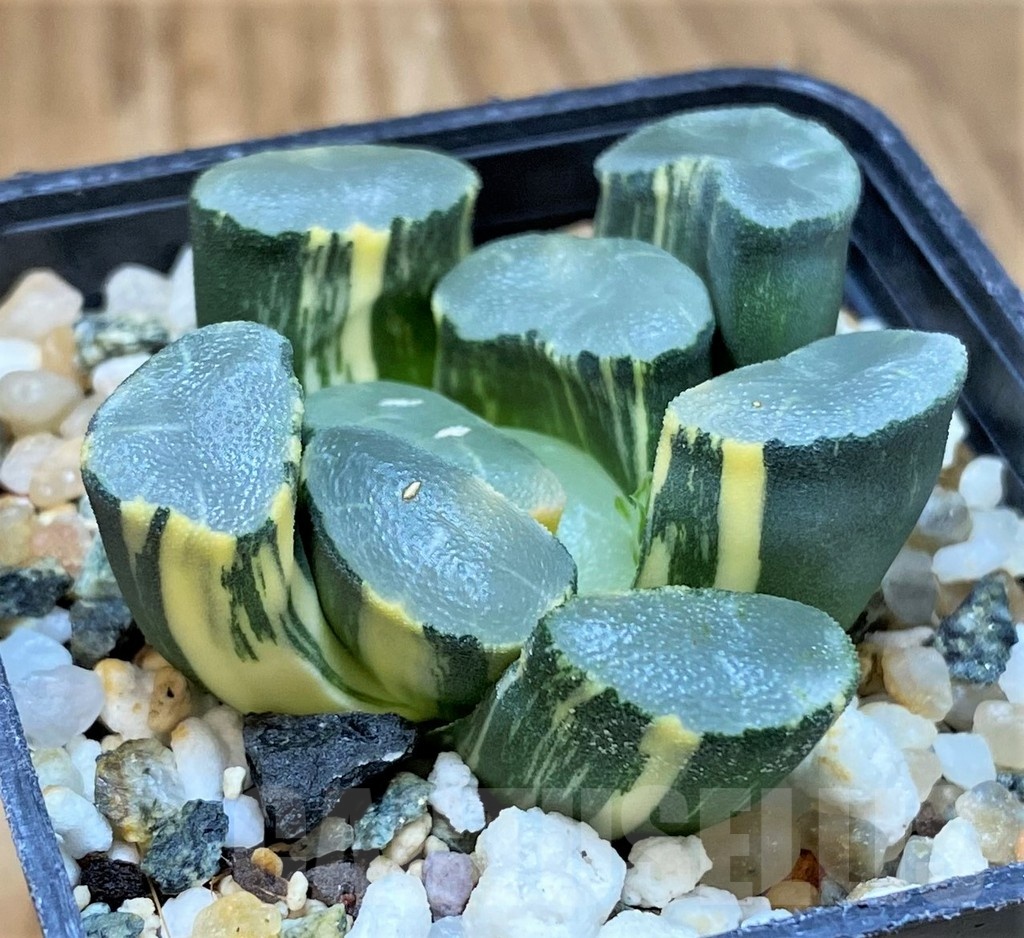 SH13791 Haworthia maughanii f. variegata