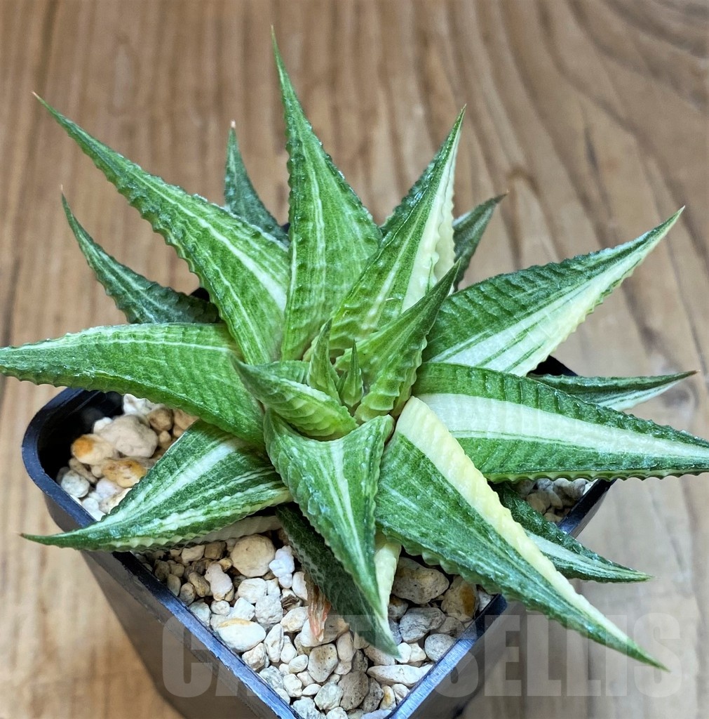 SH8050 Haworthia limifolia hybrid f. variegata - Image 2