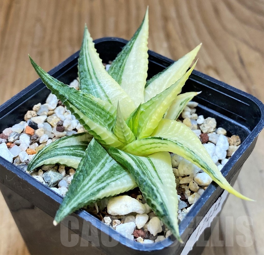 SH12436 Haworthia limifolia hybrid f. variegata - Image 2