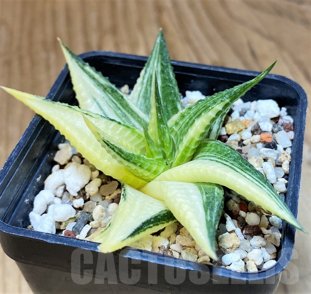 SH12436 Haworthia limifolia hybrid f. variegata