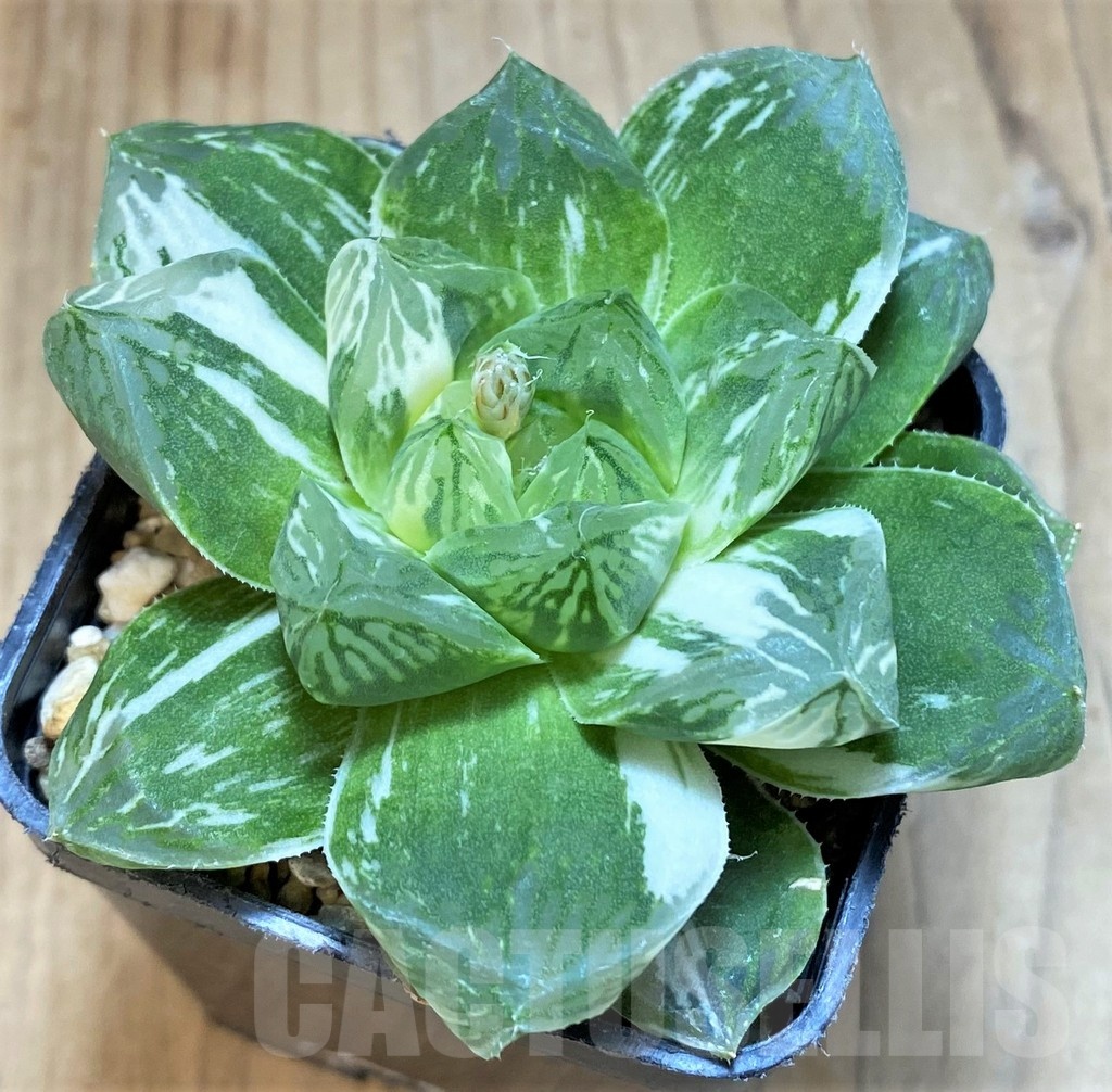 SH12012 Haworthia obtusa 'Marin' f. variegata - Image 3
