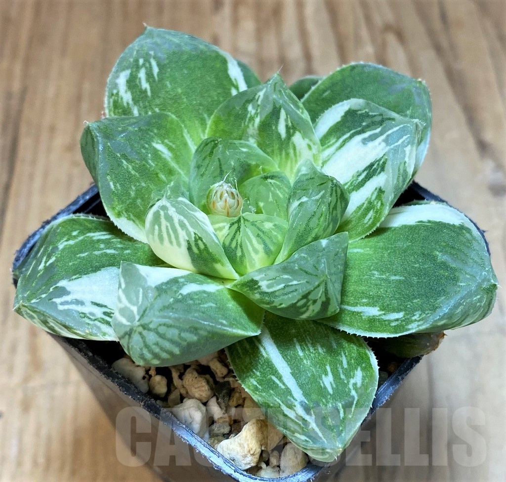 SH12012 Haworthia obtusa 'Marin' f. variegata - Image 2