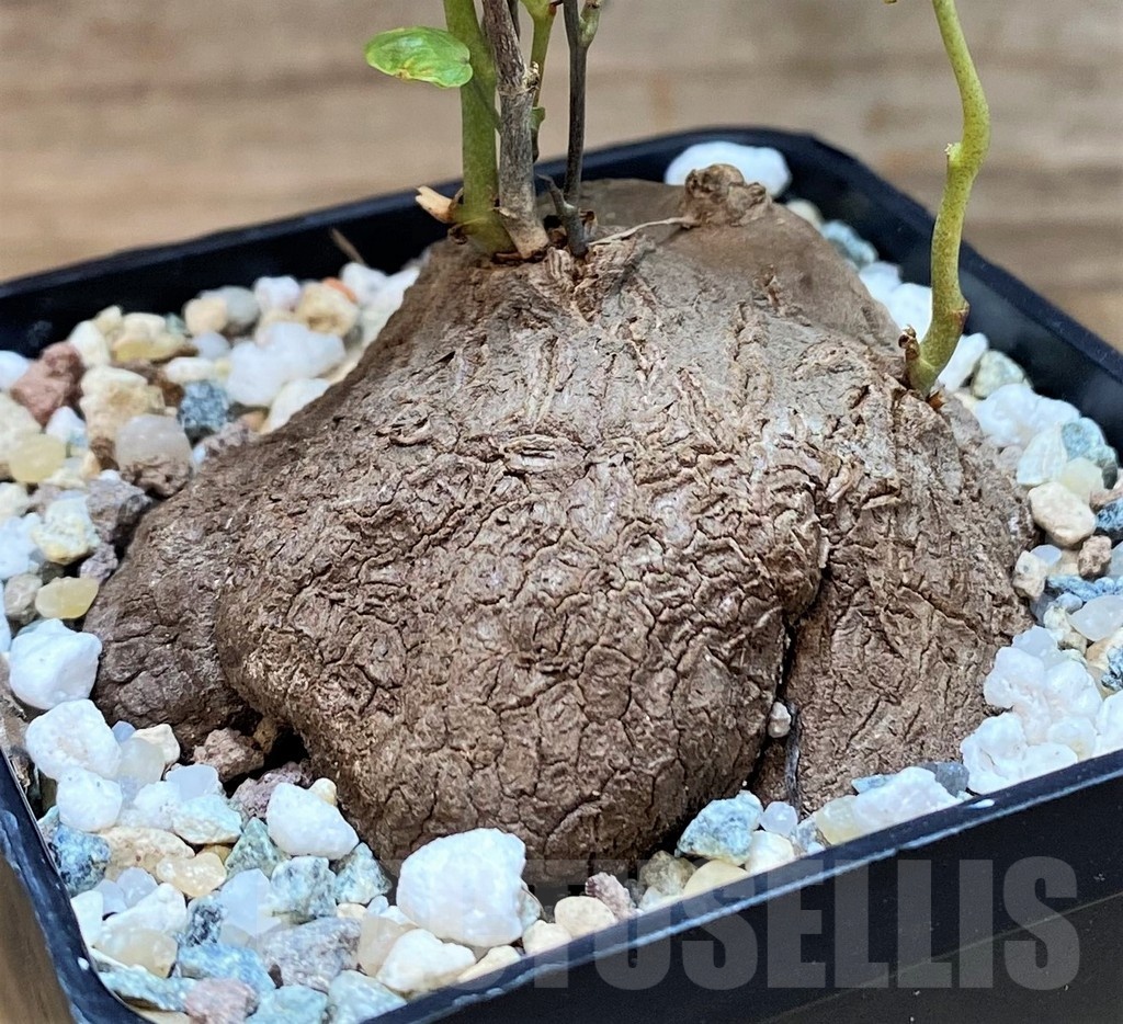 SH24453 Dioscorea sylvatica - Image 2