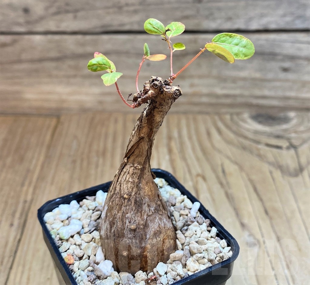 SH24459 Phyllanthus mirabilis - Image 2