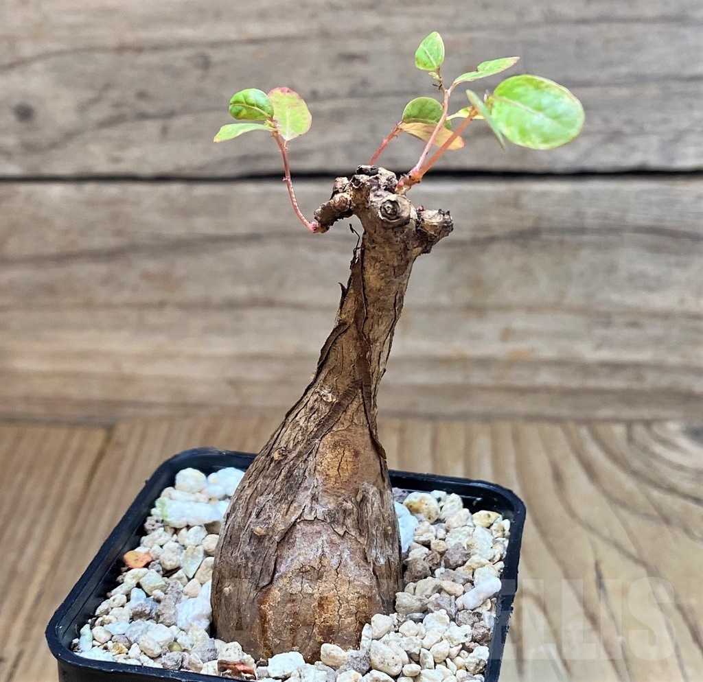 SH24459 Phyllanthus mirabilis