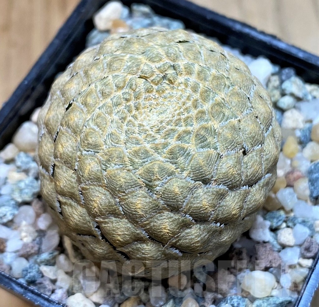 SH24461 Euphorbia piscidermis