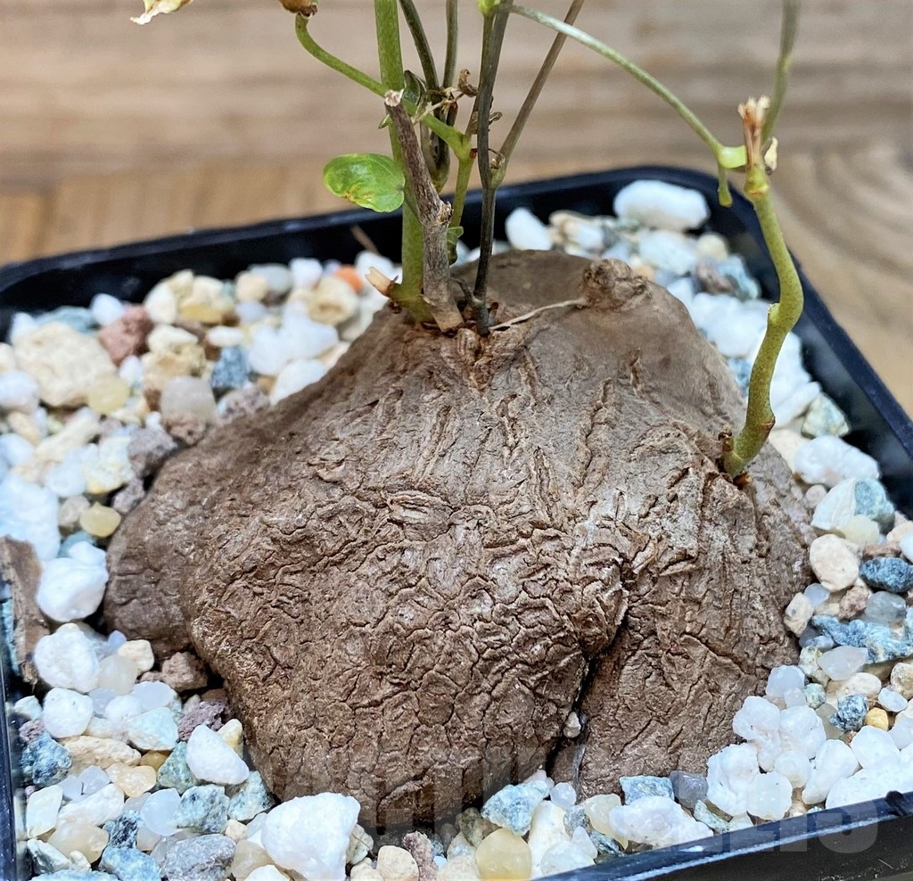 SH24453 Dioscorea sylvatica