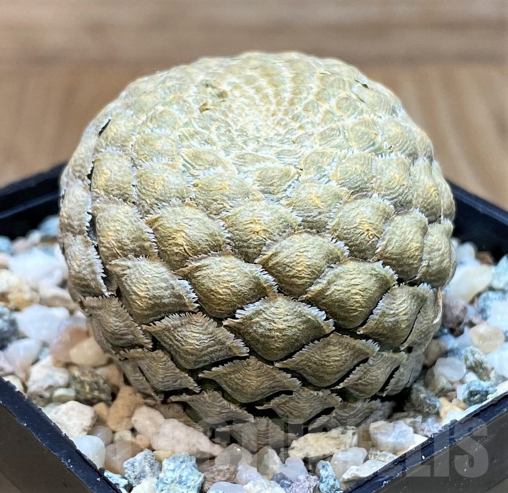 SH24461 Euphorbia piscidermis - Image 2