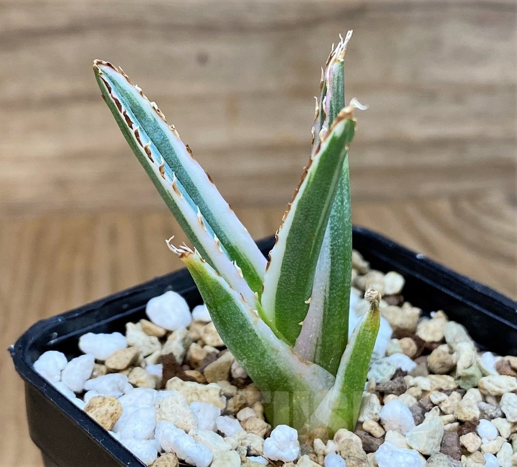 SH24471 Agave victoriae-reginae 'White Rhino'
