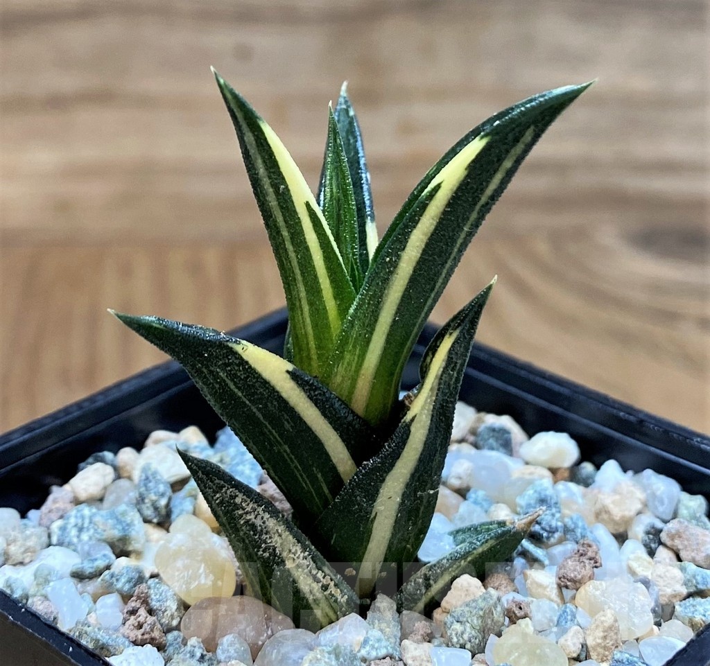 SH24472 Haworthia viscosa f. variegata