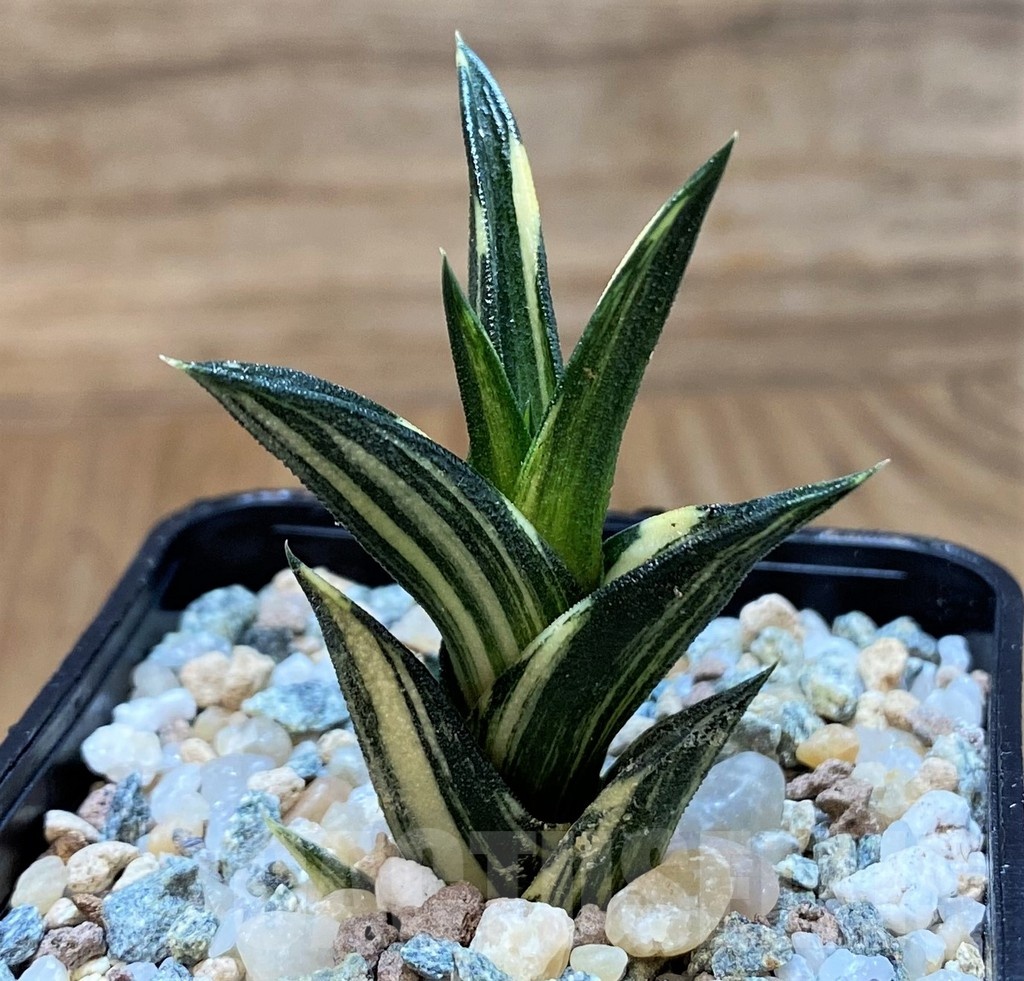 SH24472 Haworthia viscosa f. variegata - Image 2