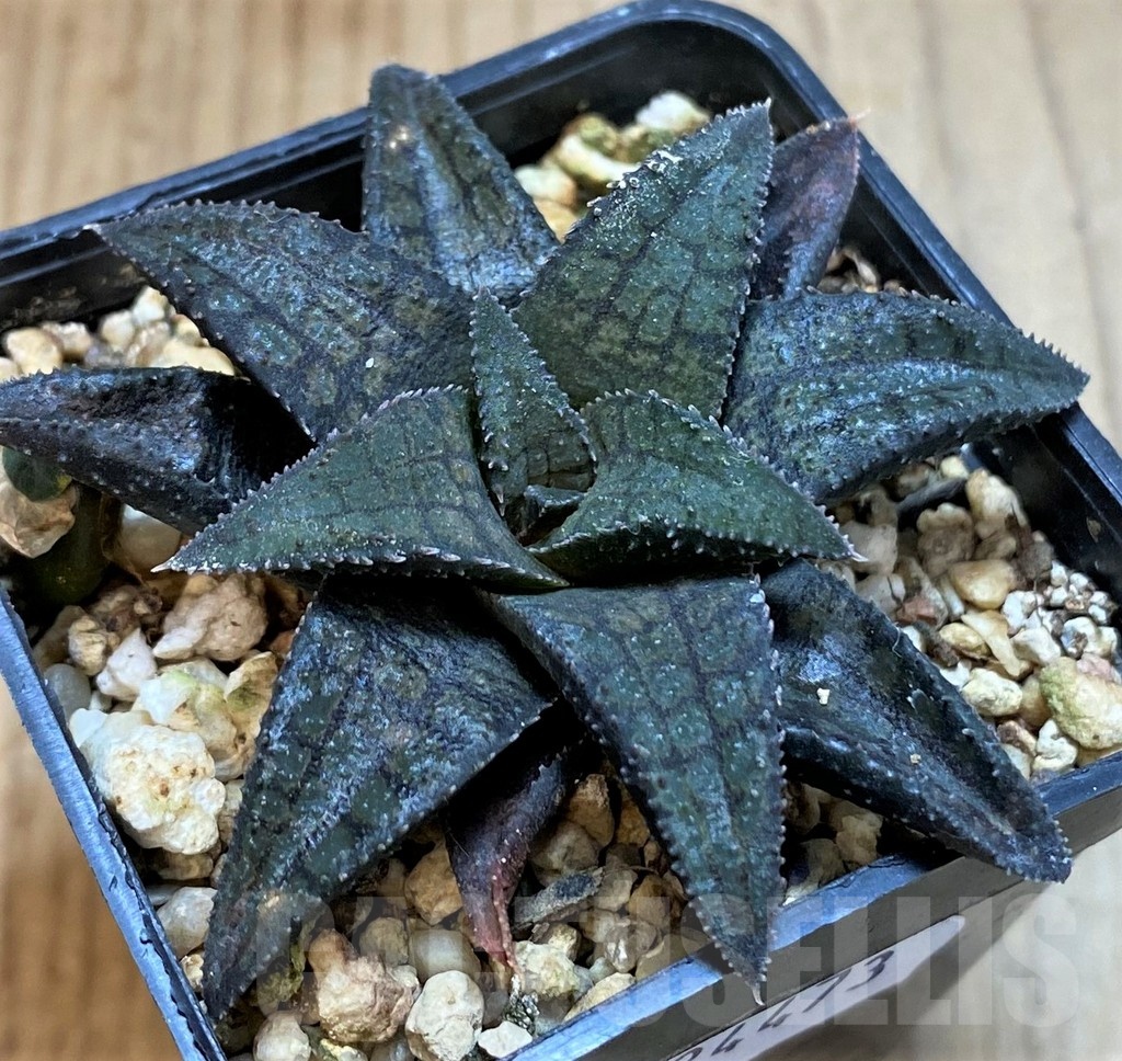 SH24473 Haworthia woolleyi x koelmaniorum - Image 2