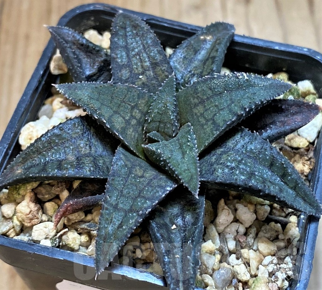 SH24473 Haworthia woolleyi x koelmaniorum