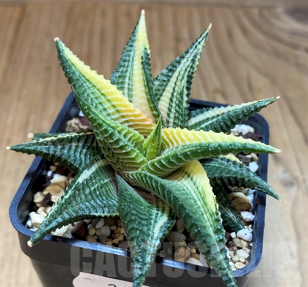 SH24475 Haworthia limifolia f. variegata - Image 2