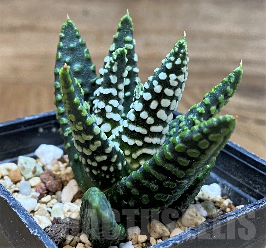 SH24476 Haworthia pumila - Image 2