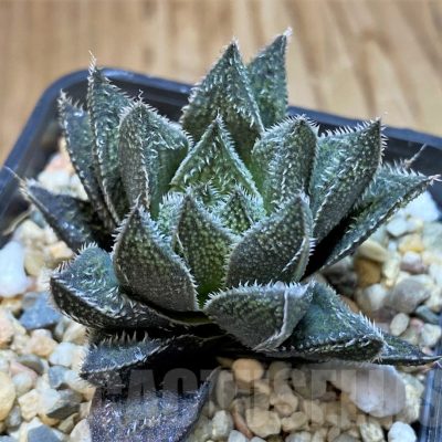 SH24478 Haworthia ‘Bunraku’ HKX-3, ex Cactus Nishi