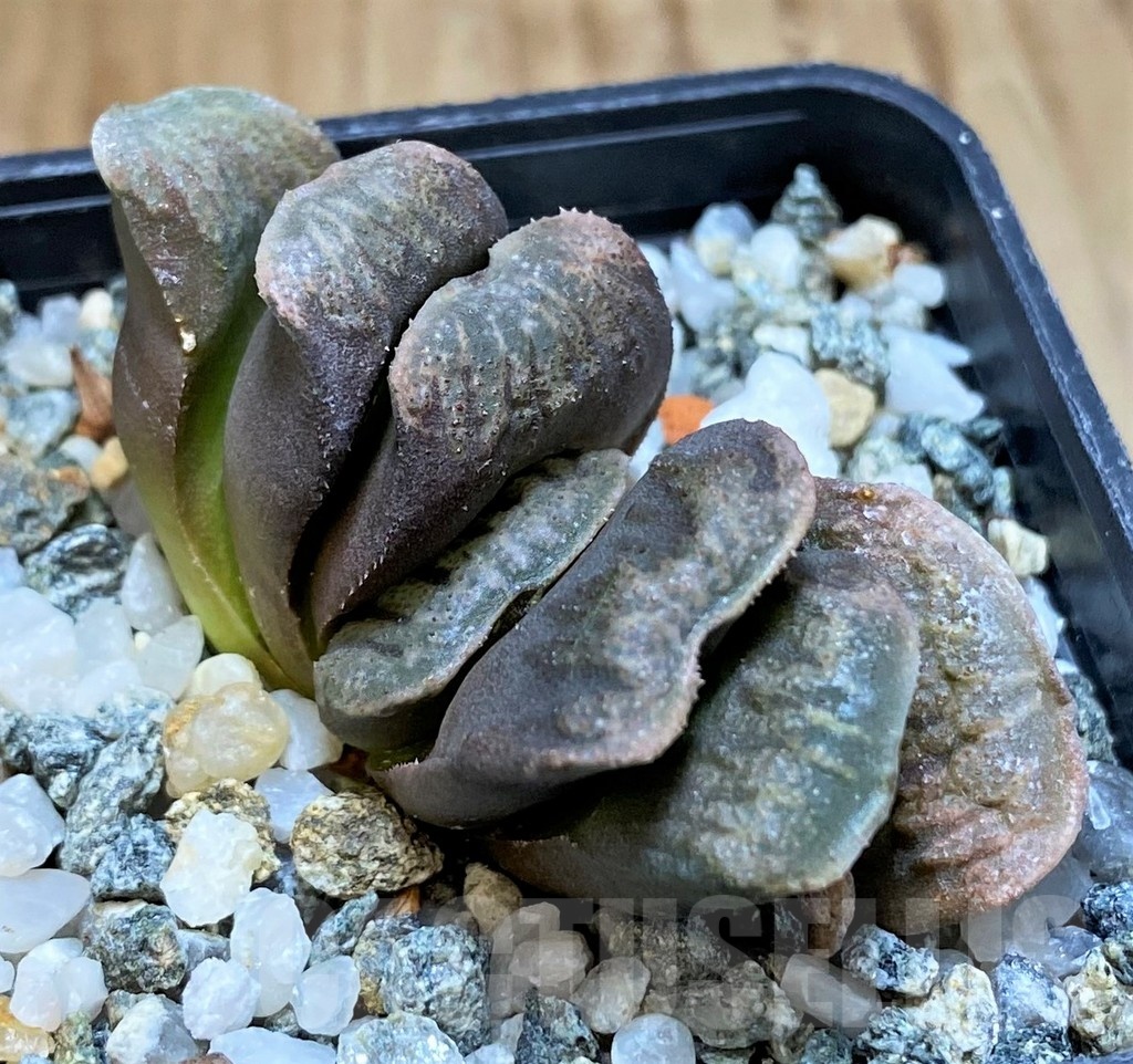 SH24485 Haworthia truncata x splendens Japan