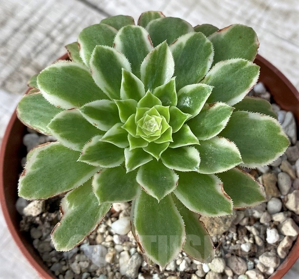 SH24557 Aeonium tabuliforme f. variegata