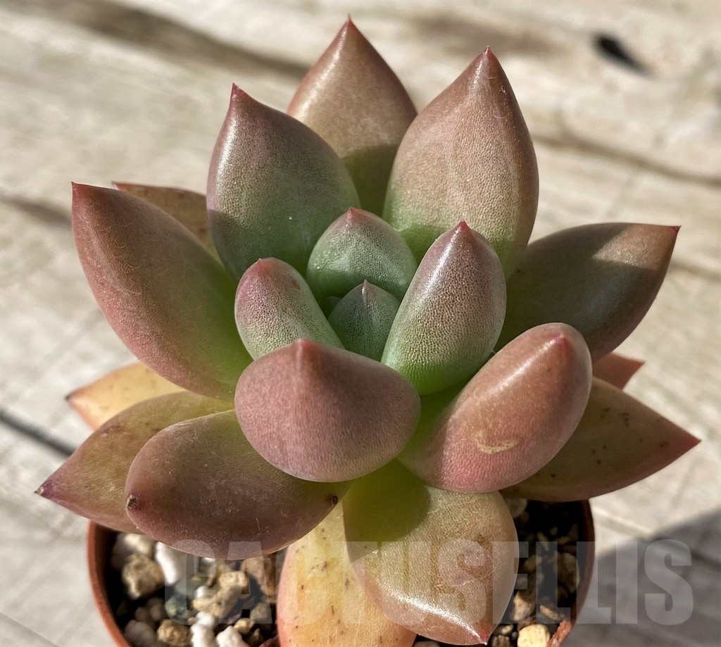 SH24586 Echeveria 'Pink Donna'