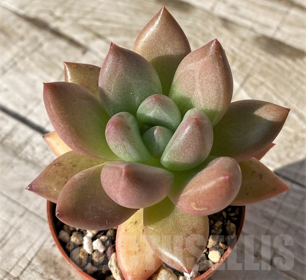 SH24586 Echeveria 'Pink Donna' - Image 2