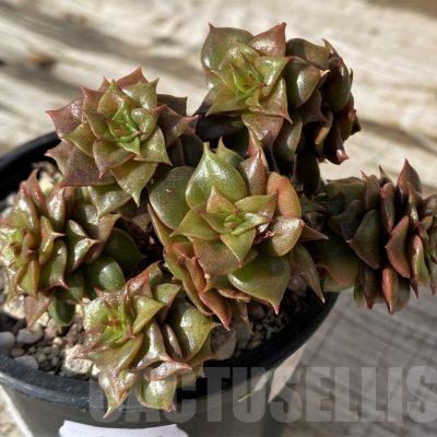 SH24589 Echeveria ‘Golden Flame’