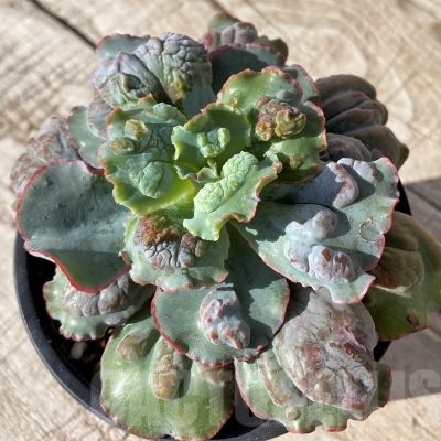SH24591 Echeveria 'Etna'