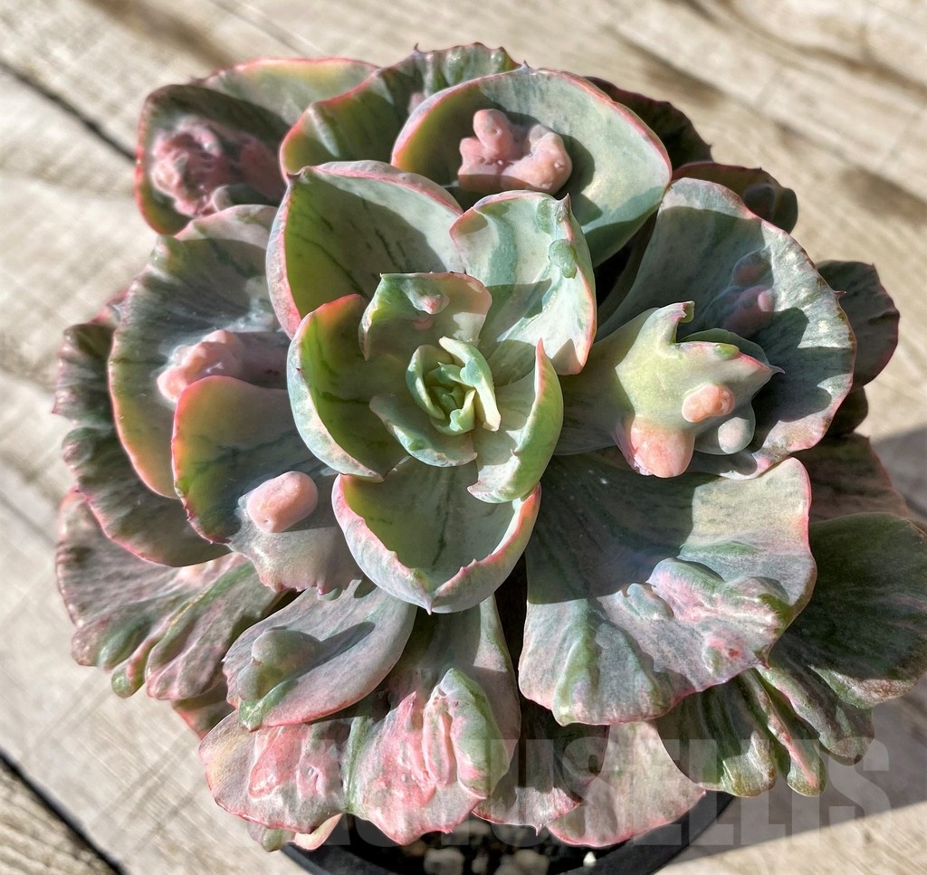 SH24592 Echeveria ‘Beyoncé Rainbow’ - Image 2