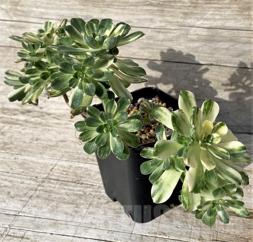 SH24558 Aeonium castello - Image 2