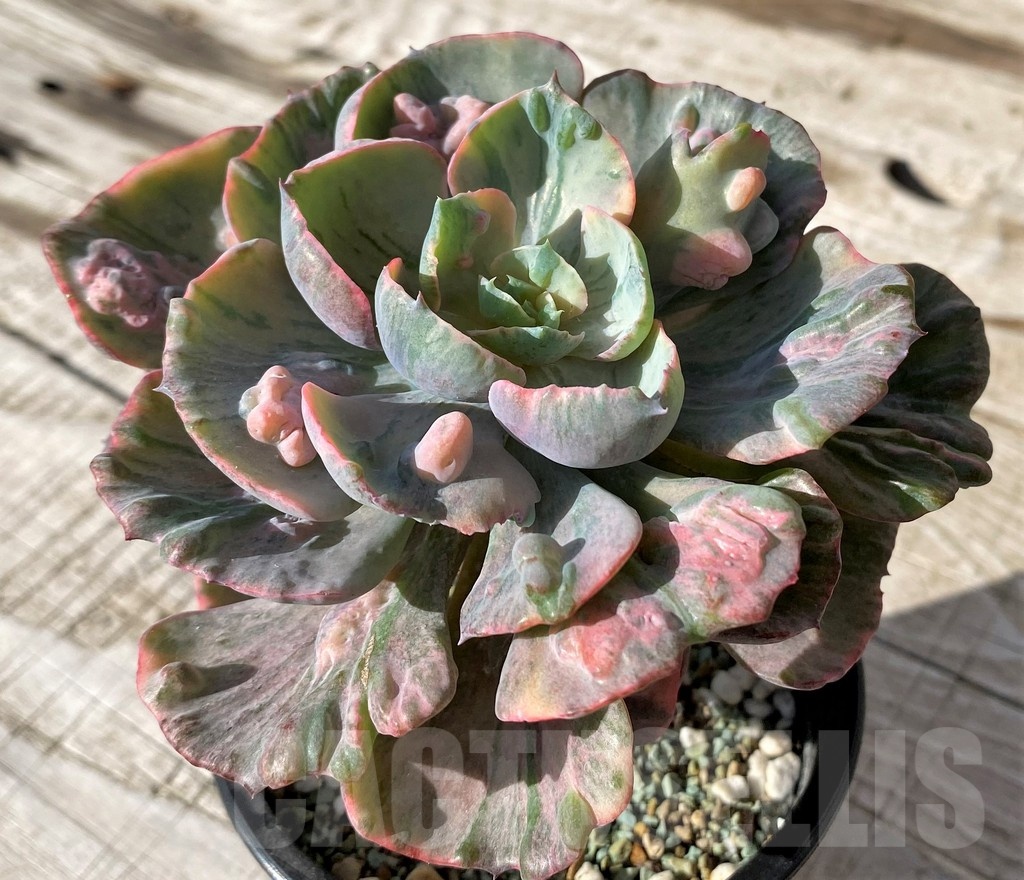 SH24592 Echeveria ‘Beyoncé Rainbow’