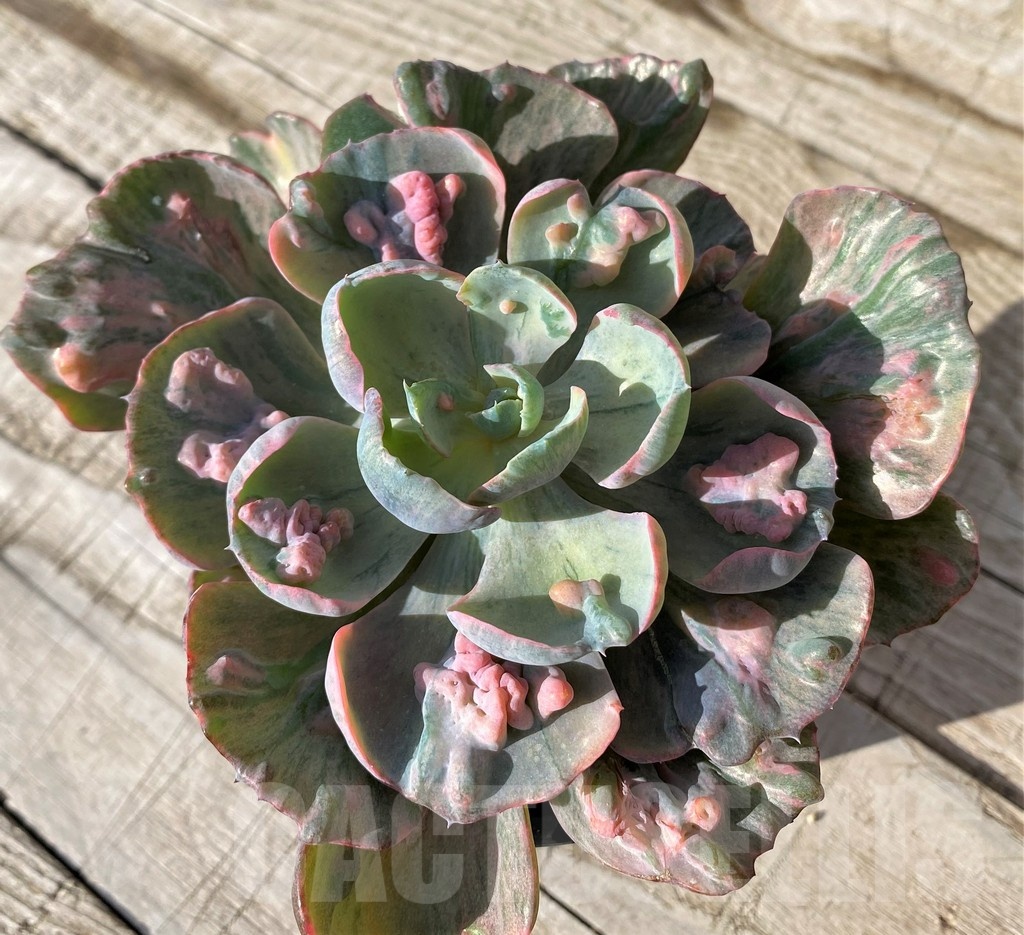 SH24593 Echeveria ‘Beyoncé Rainbow’ - Image 2