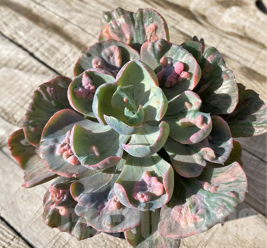 SH24593 Echeveria ‘Beyoncé Rainbow’