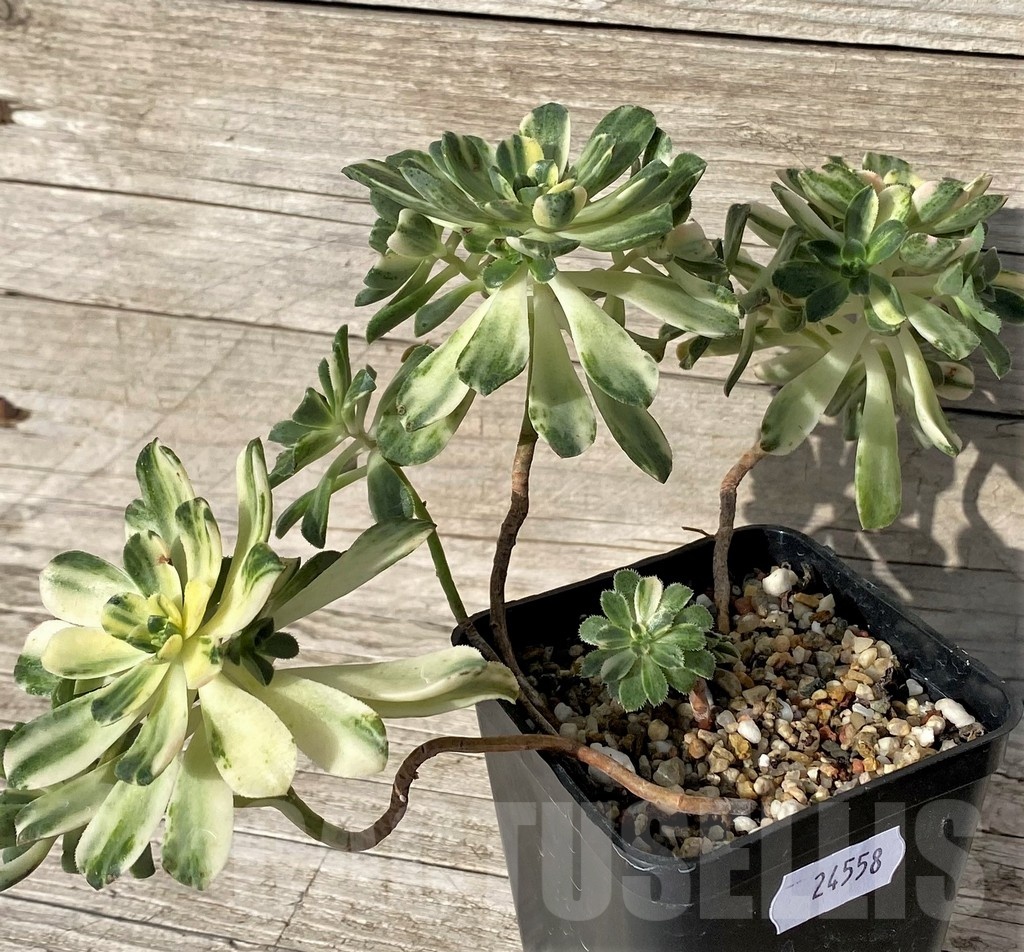 SH24558 Aeonium castello - Image 3