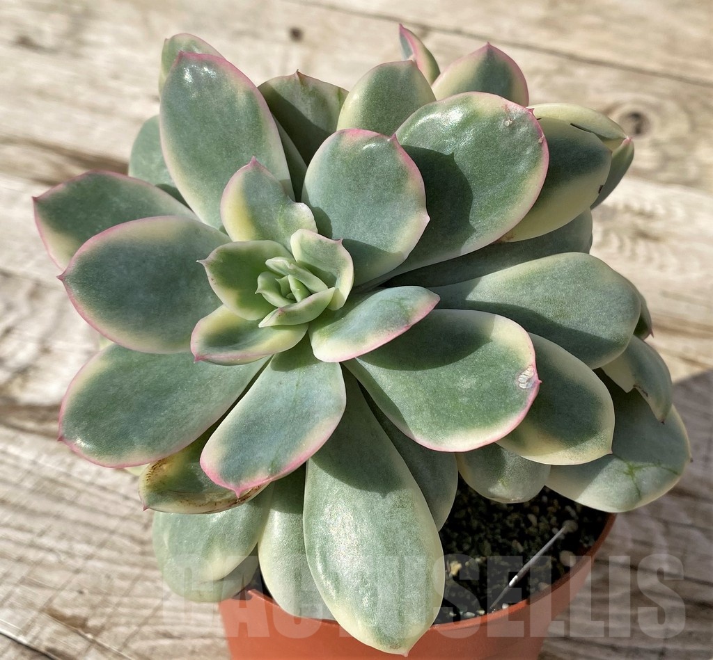 SH24600 Echeveria ‘Pink Vera’ f. variegata - Image 2