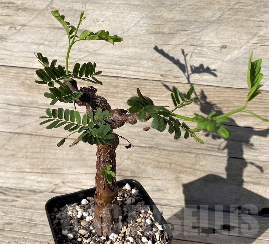 SH24602 Senna meridionalis