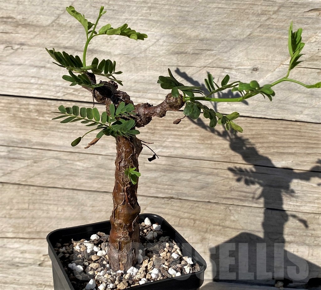 SH24602 Senna meridionalis - Image 2