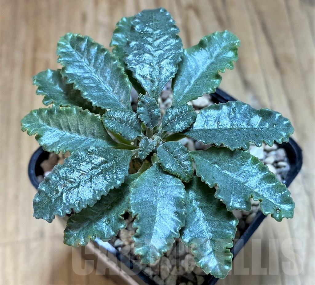 SH24604 Dorstenia lavrani - Image 2