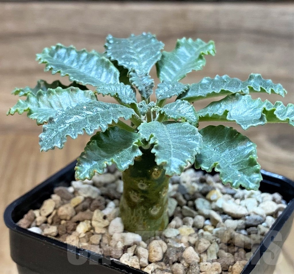 SH24604 Dorstenia lavrani