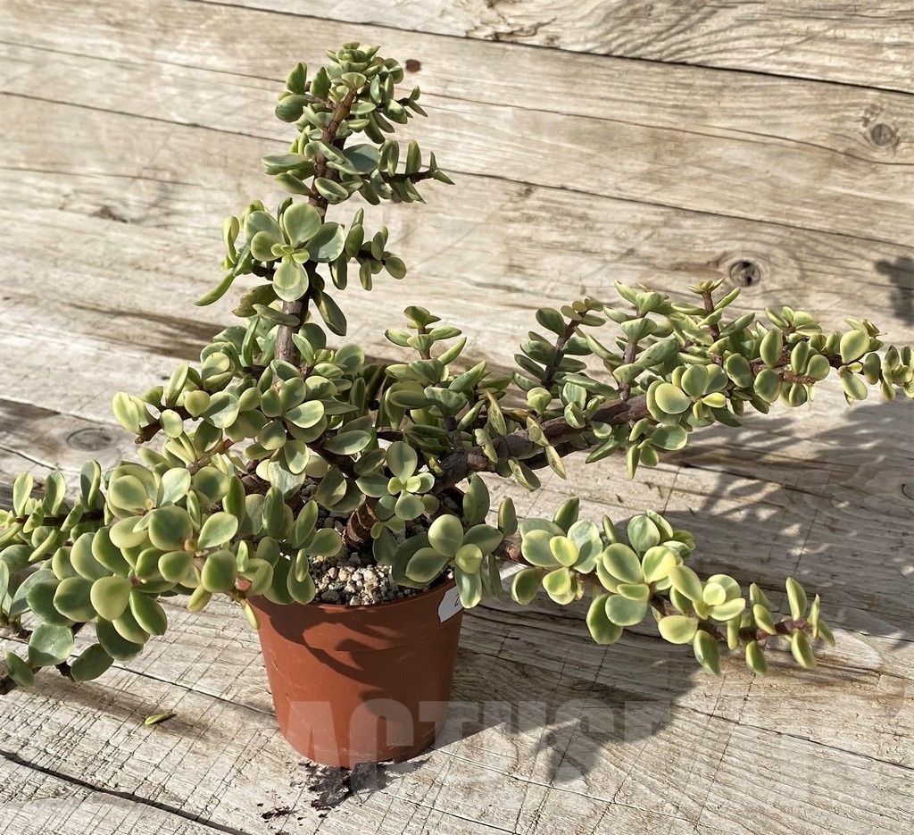 SH24559 Portulacaria afra f. variegata - Image 2